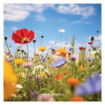 Blomster i rød, gul, lilla på en stor sommereng. Blå himmel